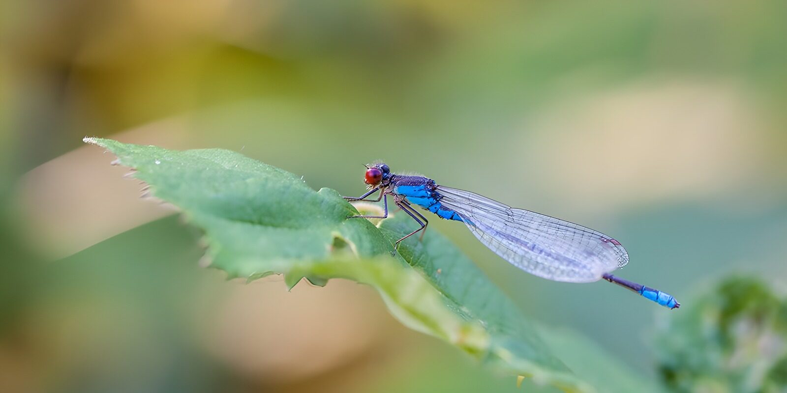 OCCOM6219011: Vibrant Blue Dragonfly on Leaf
