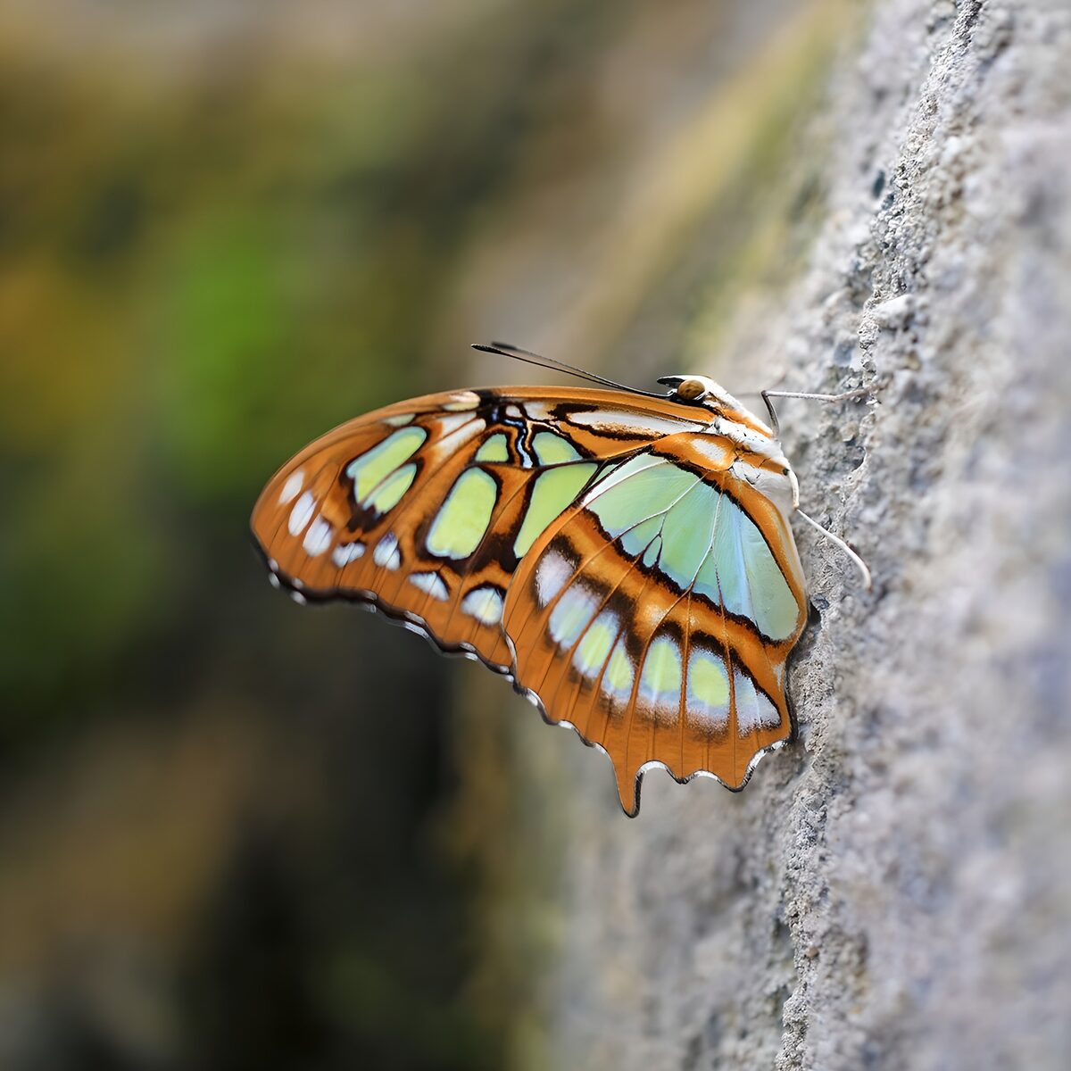Colorful Butterfly on Stone Surface