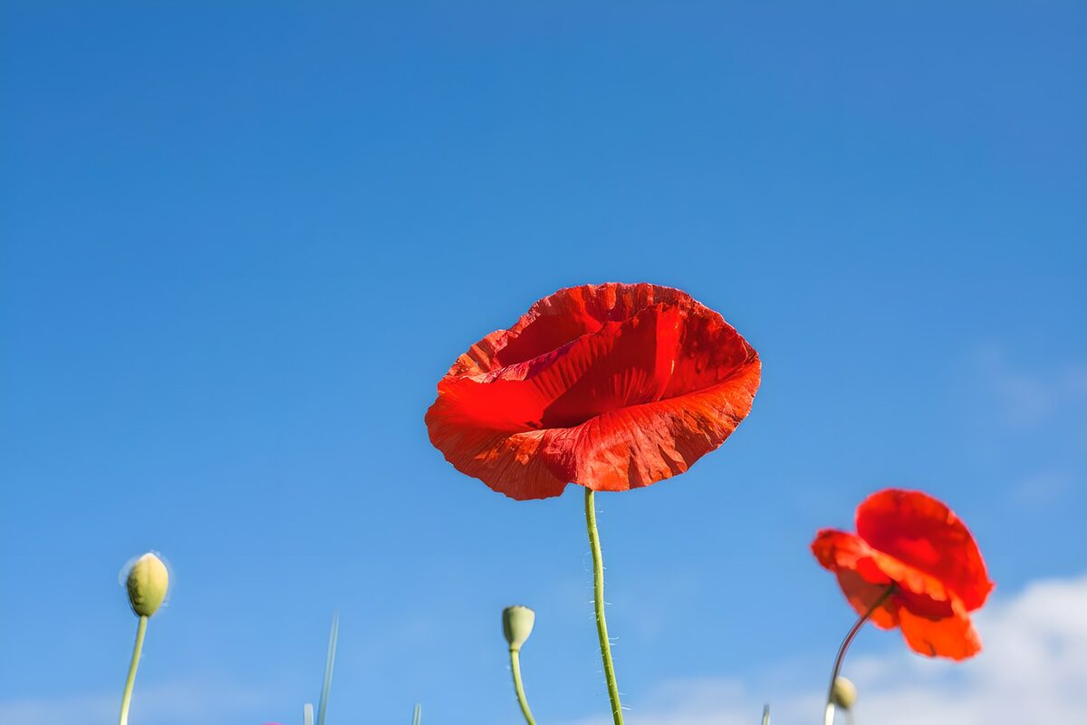 Vibrant Red Poppies Against Clear Blue Sky
