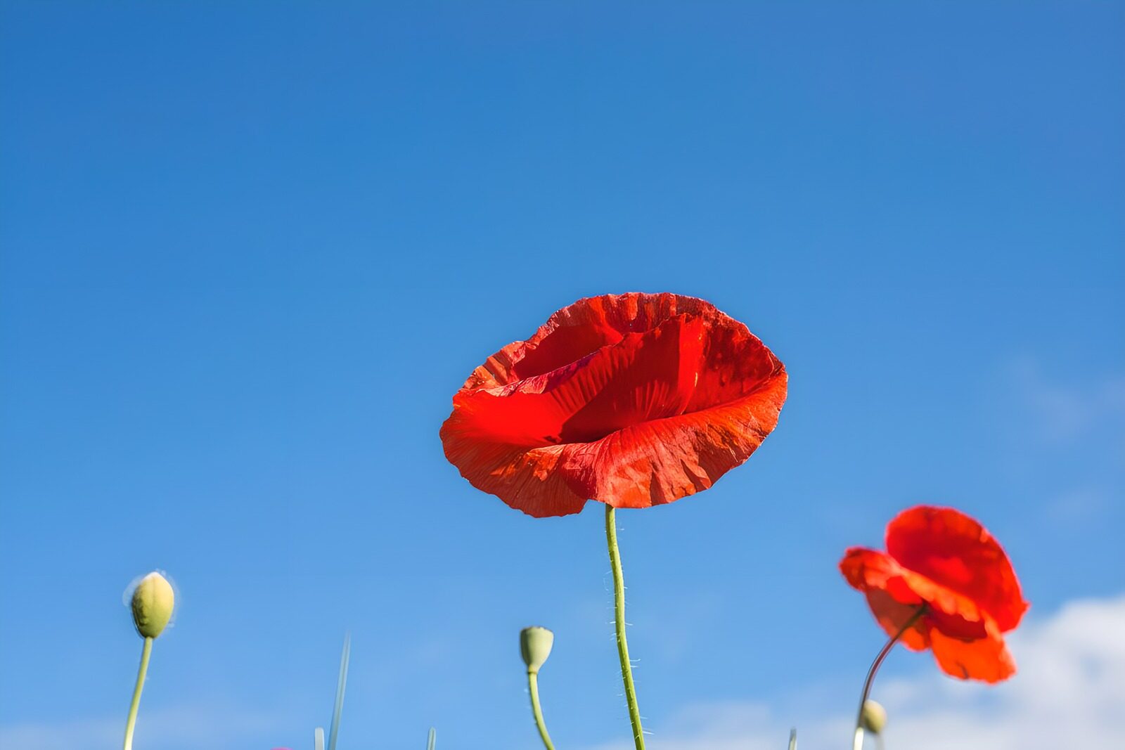 OCCOM5828227: Vibrant Red Poppies Against Clear Blue Sky