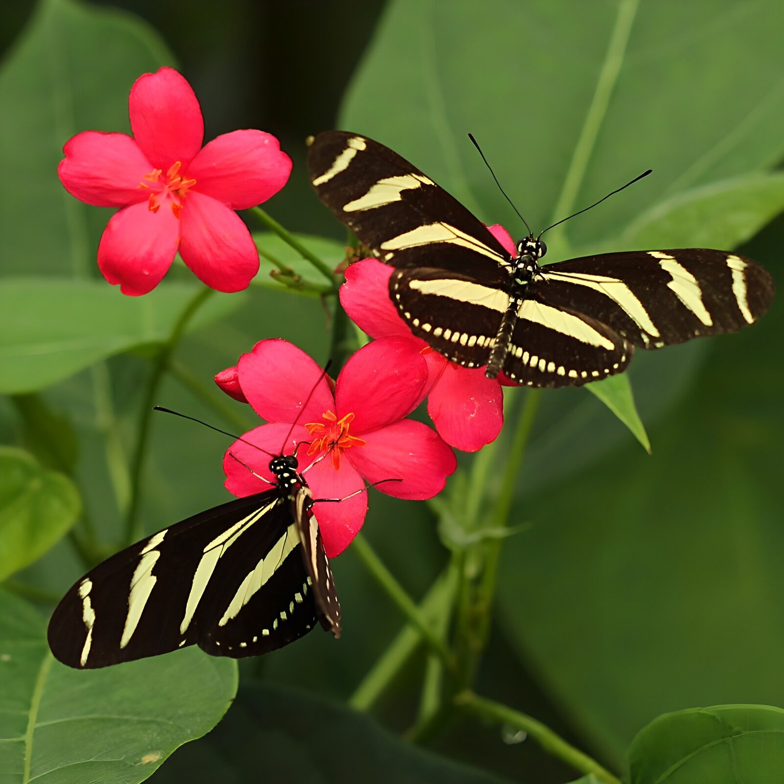 OCCOM4218967: Beautiful Butterflies on Pink Flowers