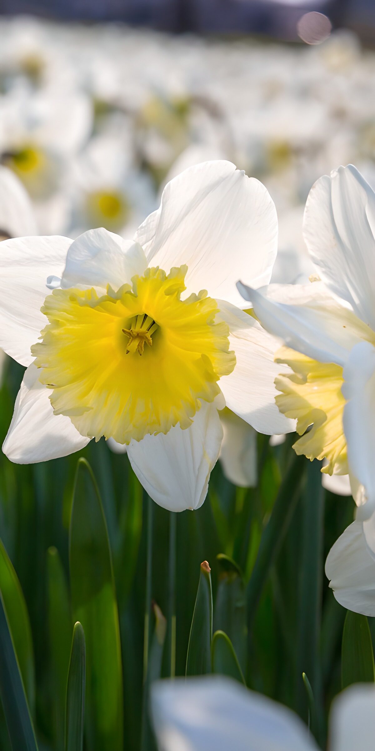 Radiant Daffodils in Bloom