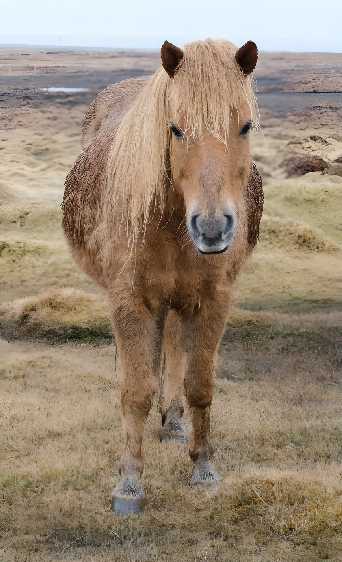 OCCOM9256633: Majestic Icelandic Horse in Nature