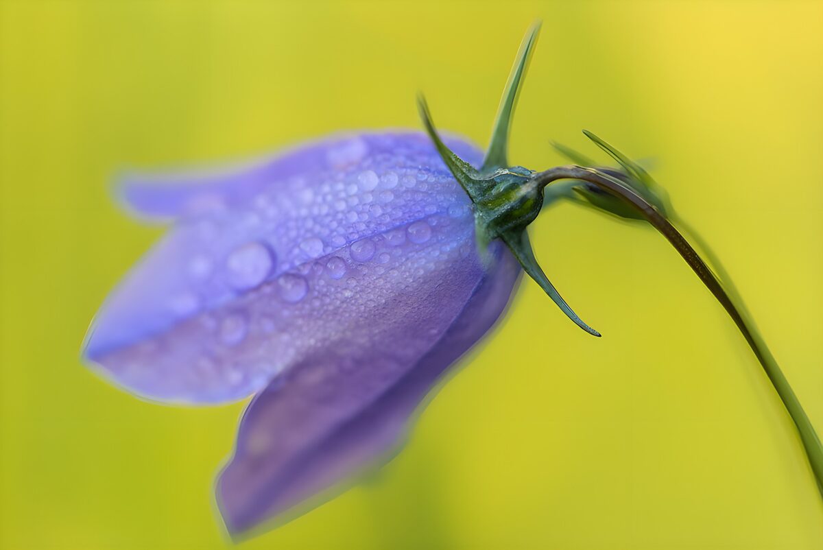 Delicate Purple Flower with Dew Drops