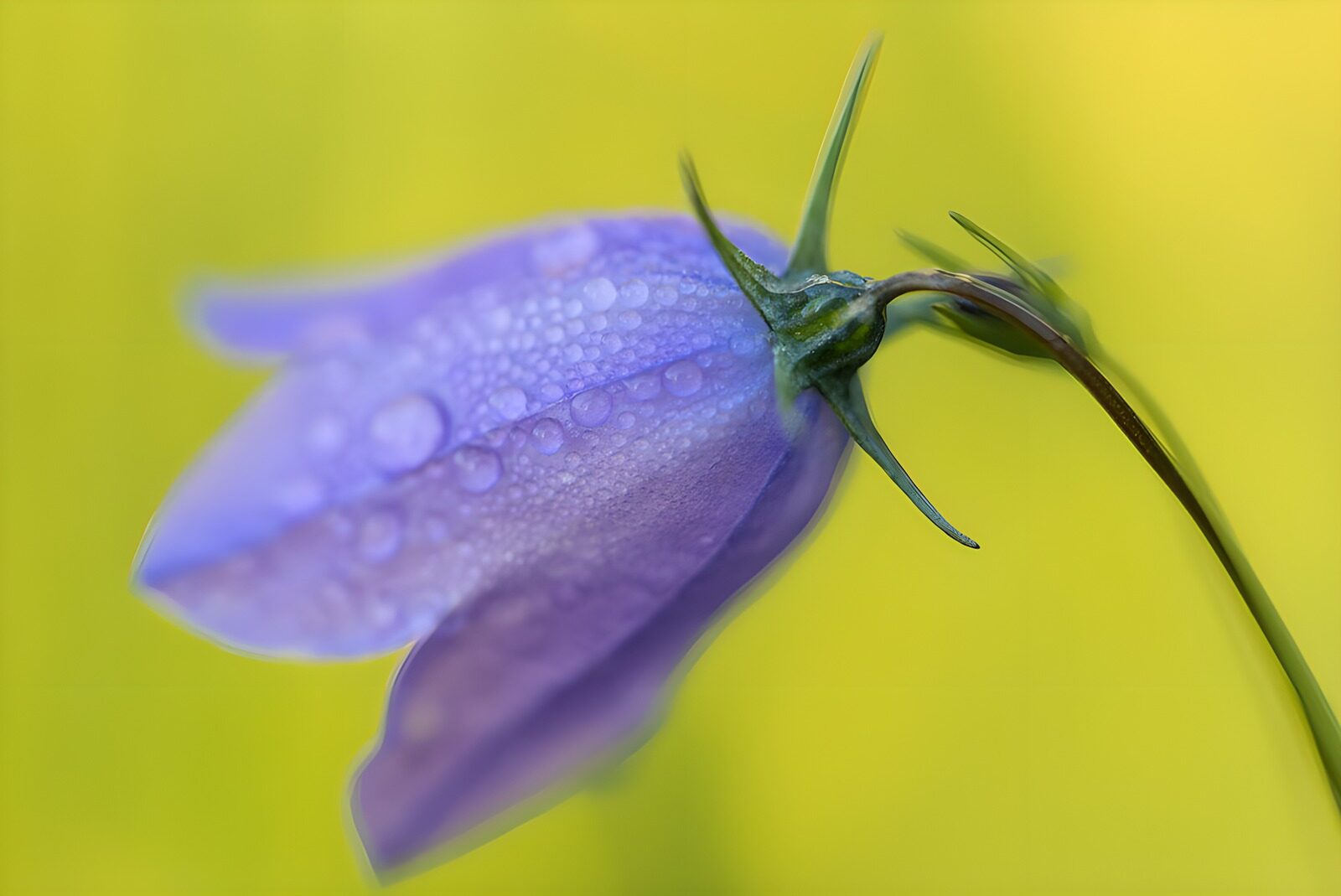 OCCOM5944093: Delicate Purple Flower with Dew Drops