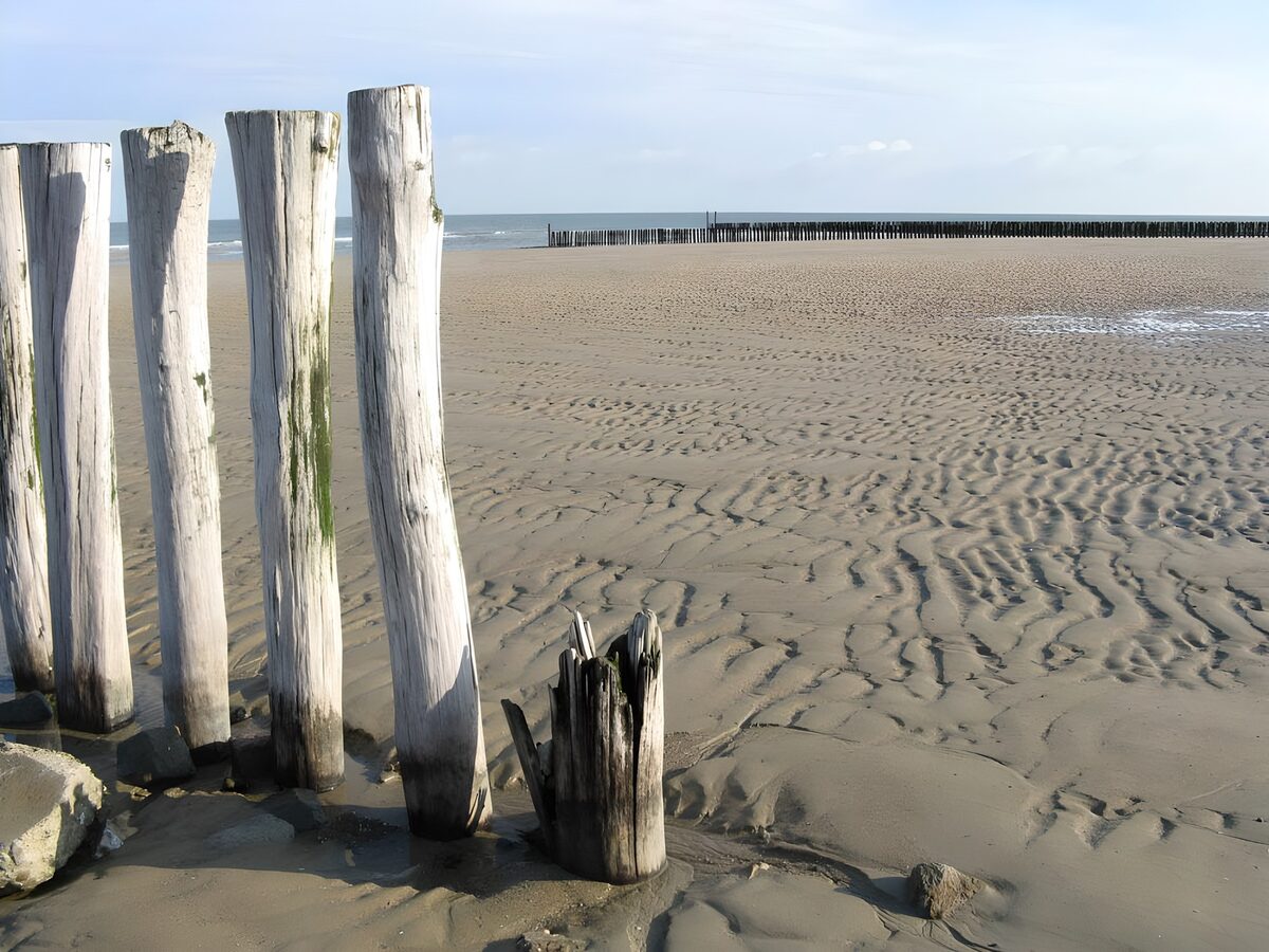 OCCOM5116388: Tranquil Beach and Driftwood Landscape