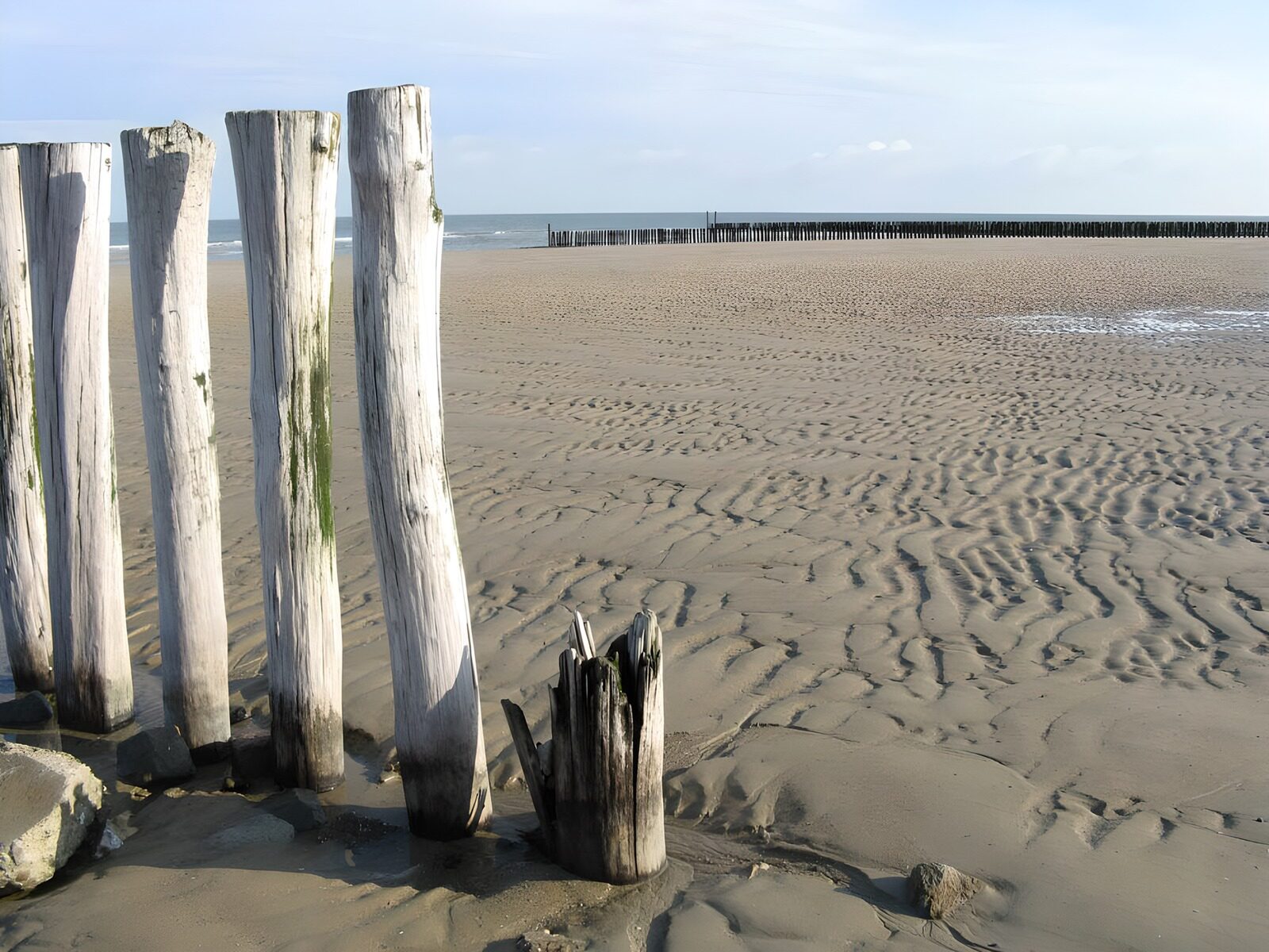 OCCOM5116388: Tranquil Beach and Driftwood Landscape