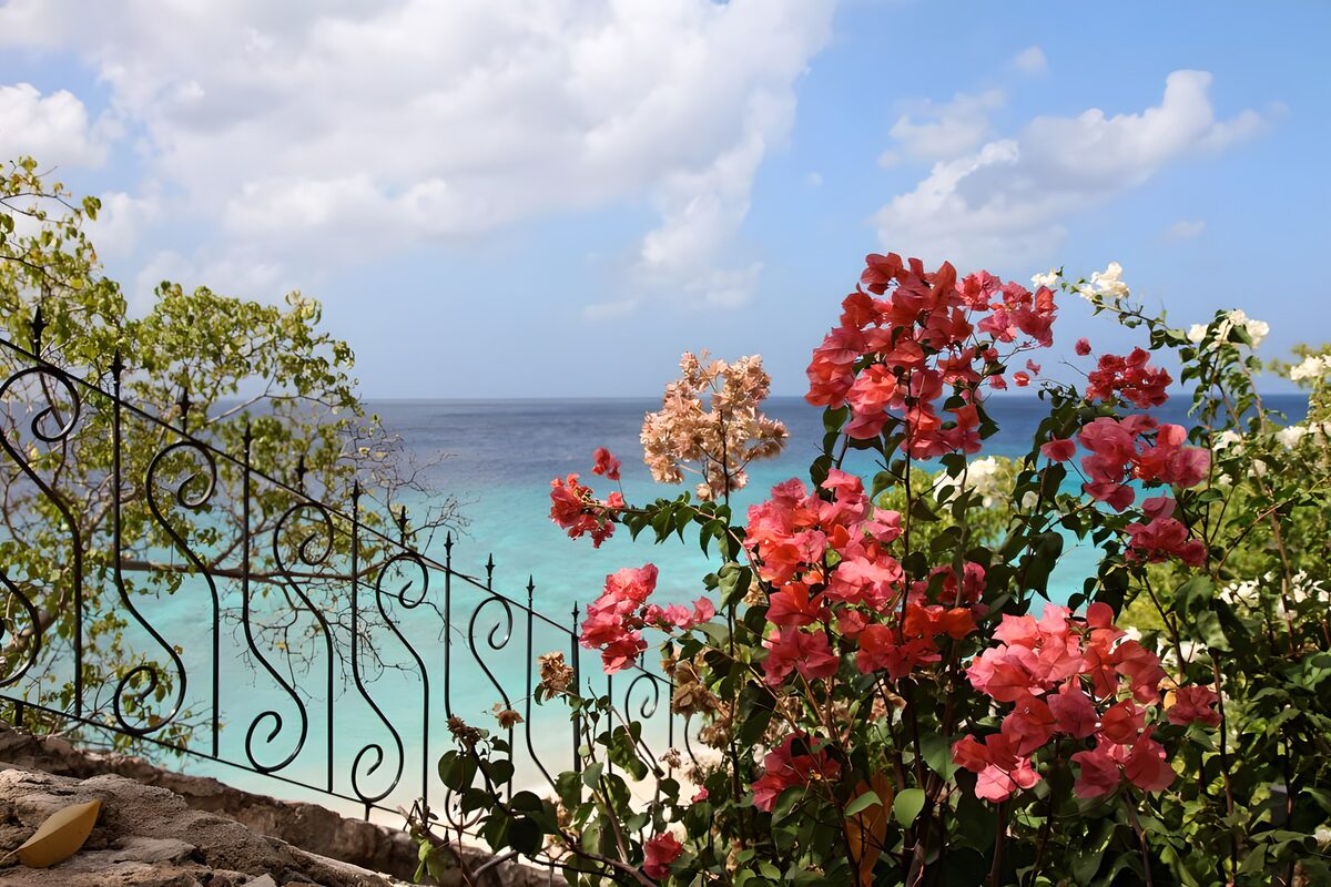 Tropical Escape with Bougainvillea Blooms