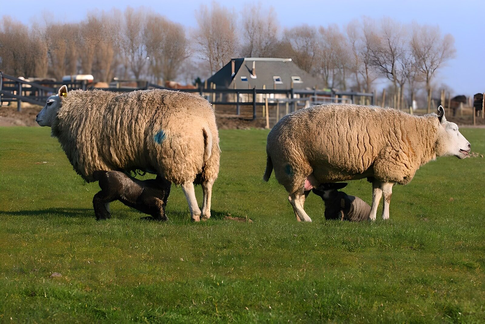OCCOM9202854: Ewes with Their Lambs in the Pasture