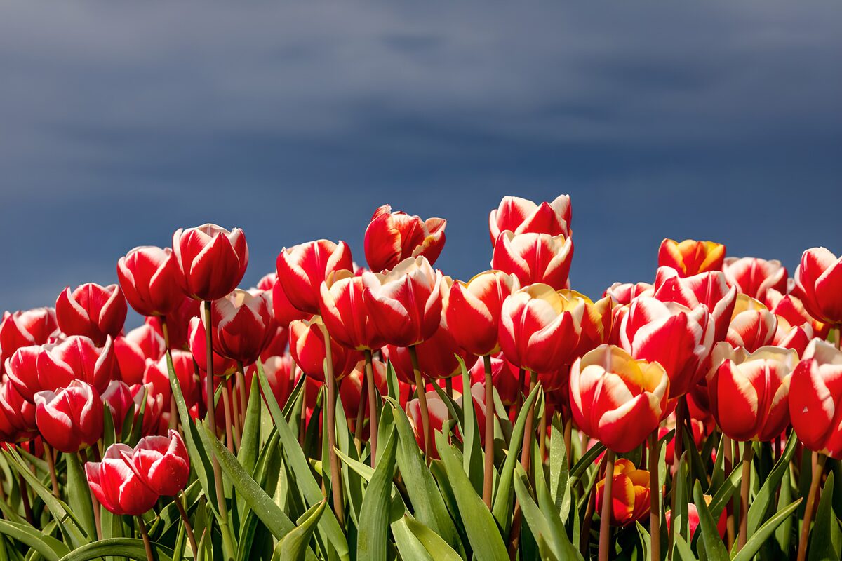 OCCOM5783964: Vibrant Red Tulips Under Dark Clouds