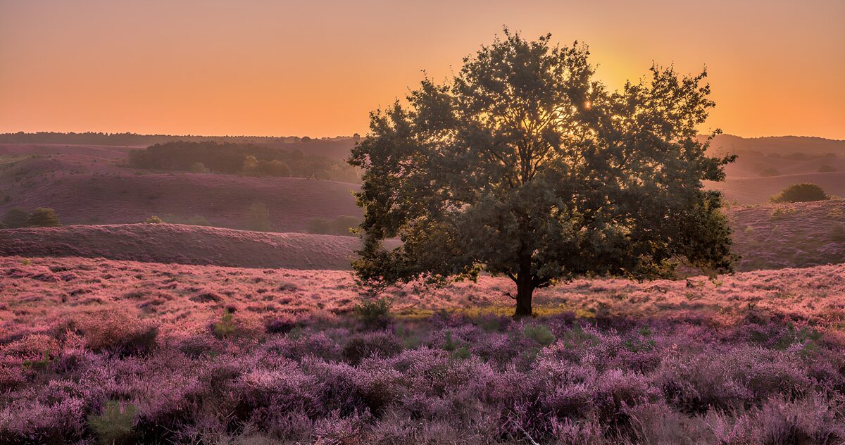 Serene Sunset Over Lavender Meadows
