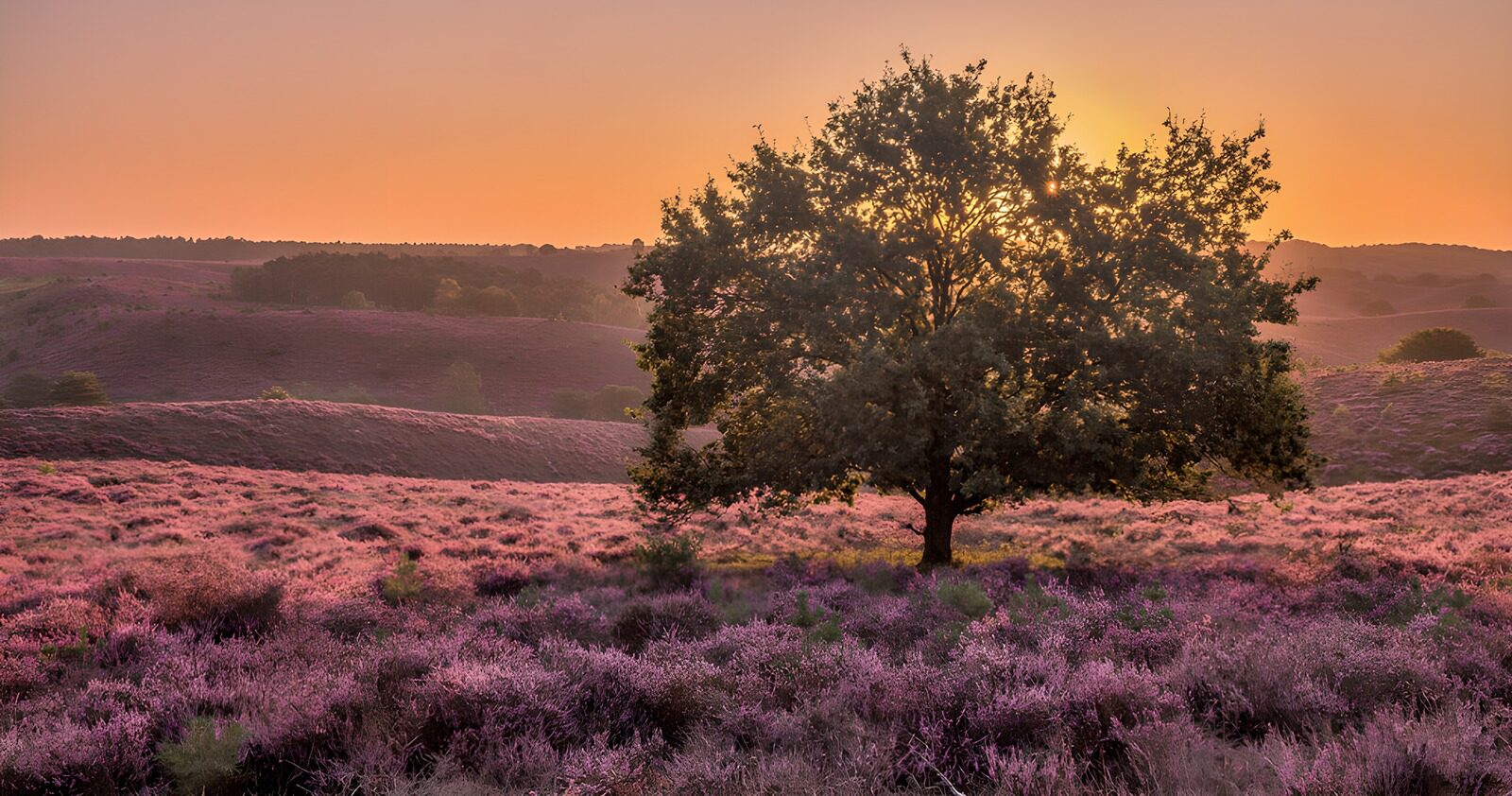 OCCOM8267738: Serene Sunset Over Lavender Meadows