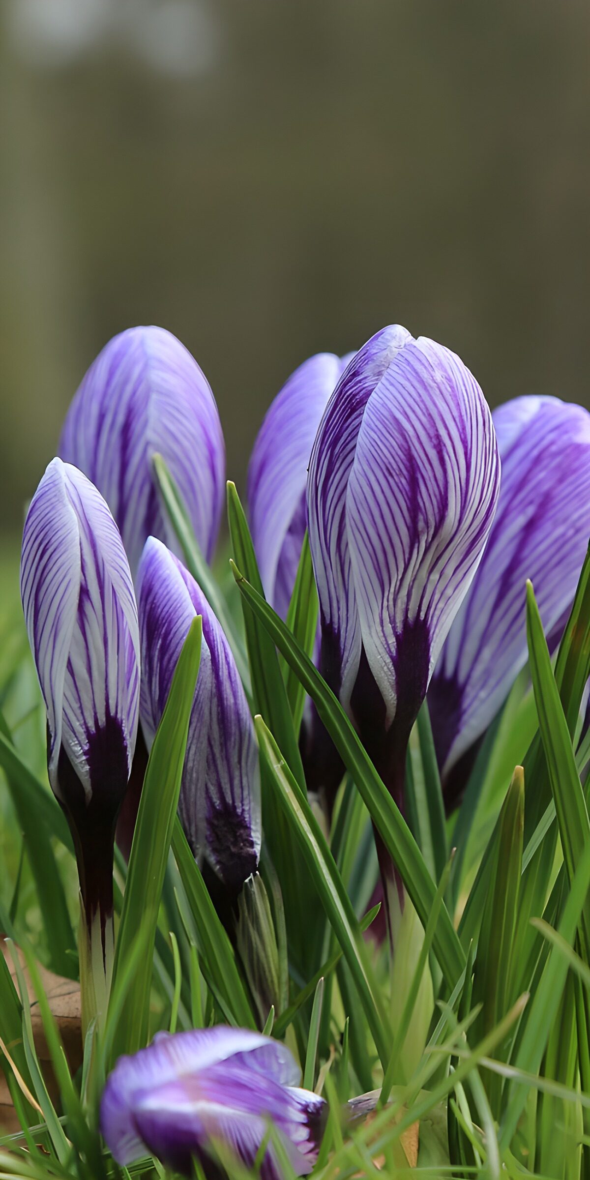 OCCOM4927870: Striking Purple Crocuses in Spring