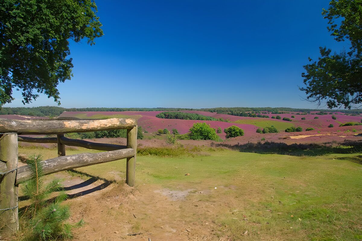 Vibrant Purple Heathland in Summer