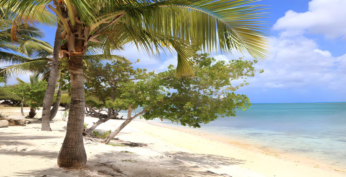 Tropical Paradise Shoreline