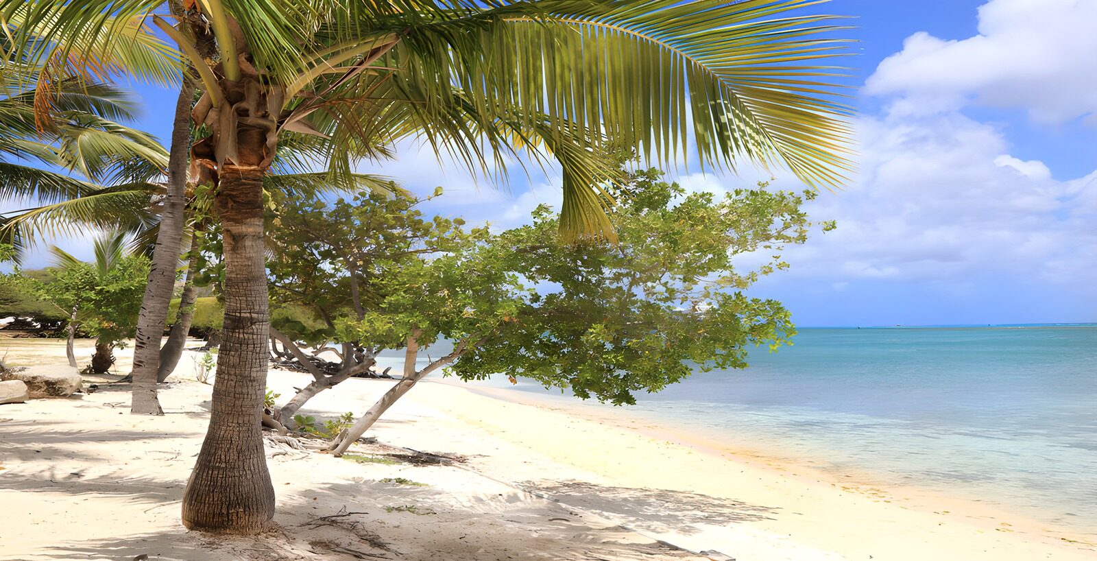 OCCOM7682379: Tropical Paradise Shoreline