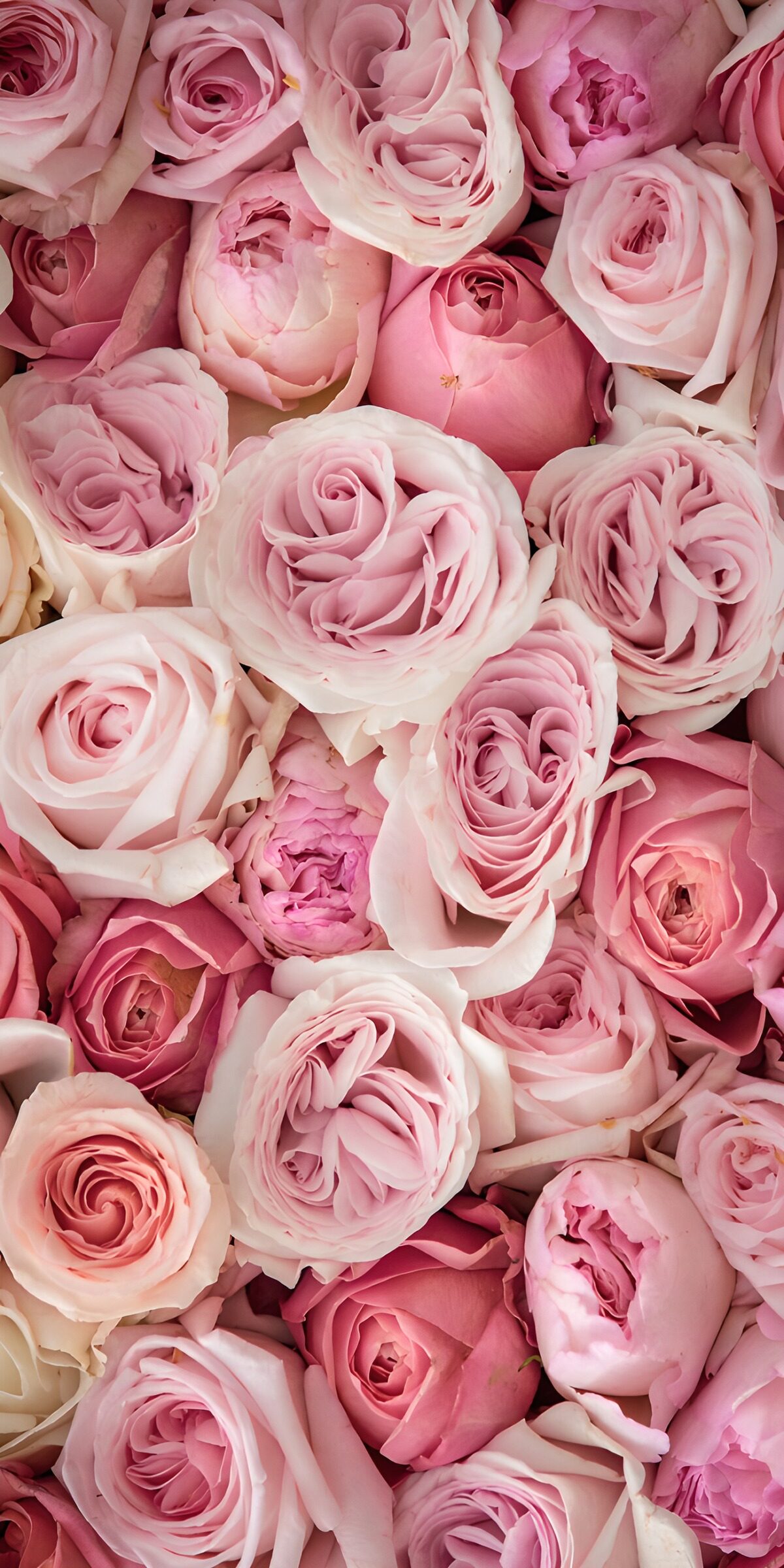OCCOM4993739: Delicate Pink Roses Bouquet