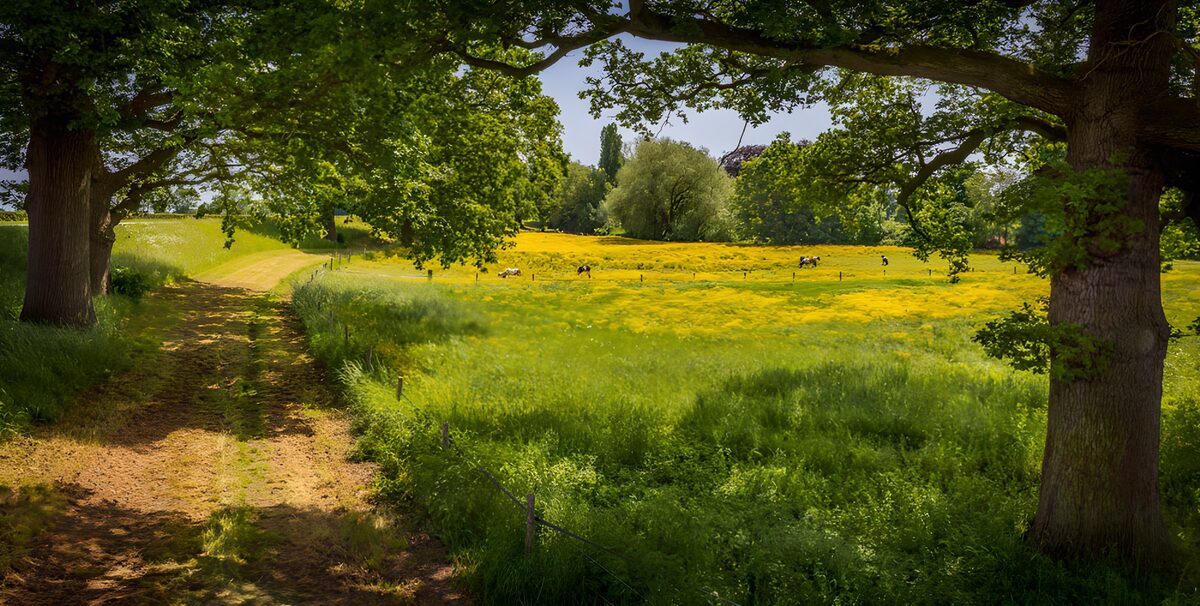 Shaded Path by a Wildflower Field