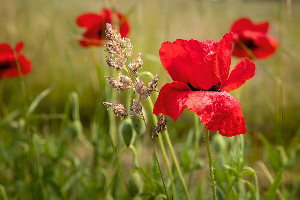 OCCOM6758964: Vibrant Red Poppies in Bloom