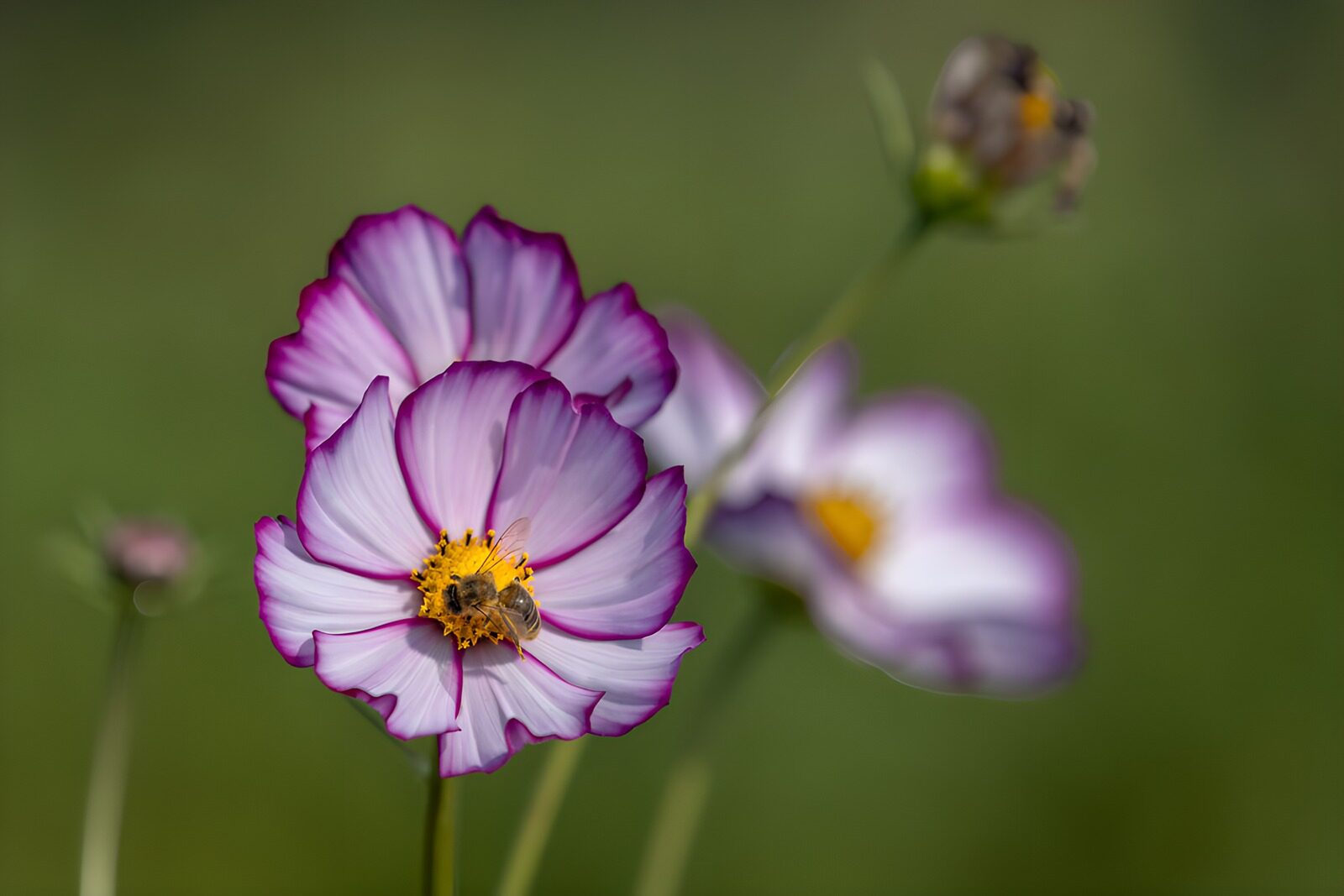 OCCOM9793939: Bee on Purple-Edged Flower