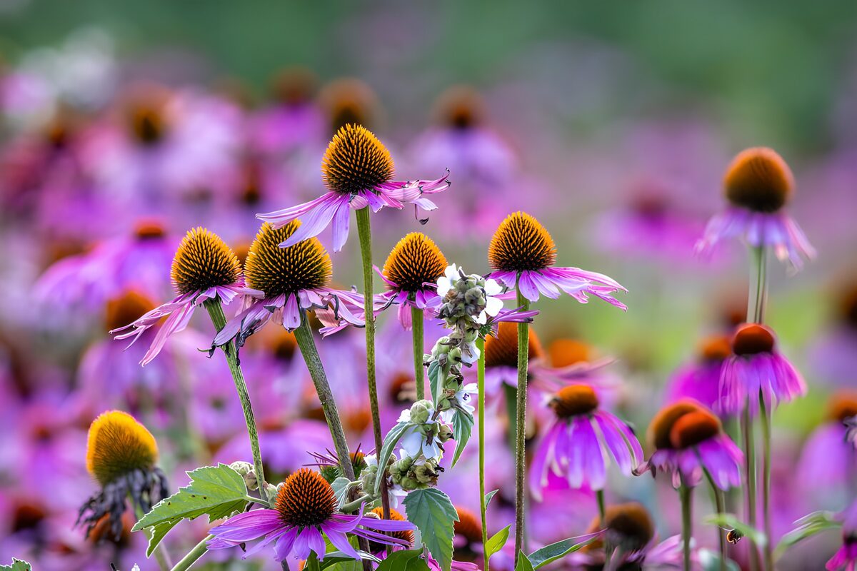 Vibrant Echinacea in Bloom