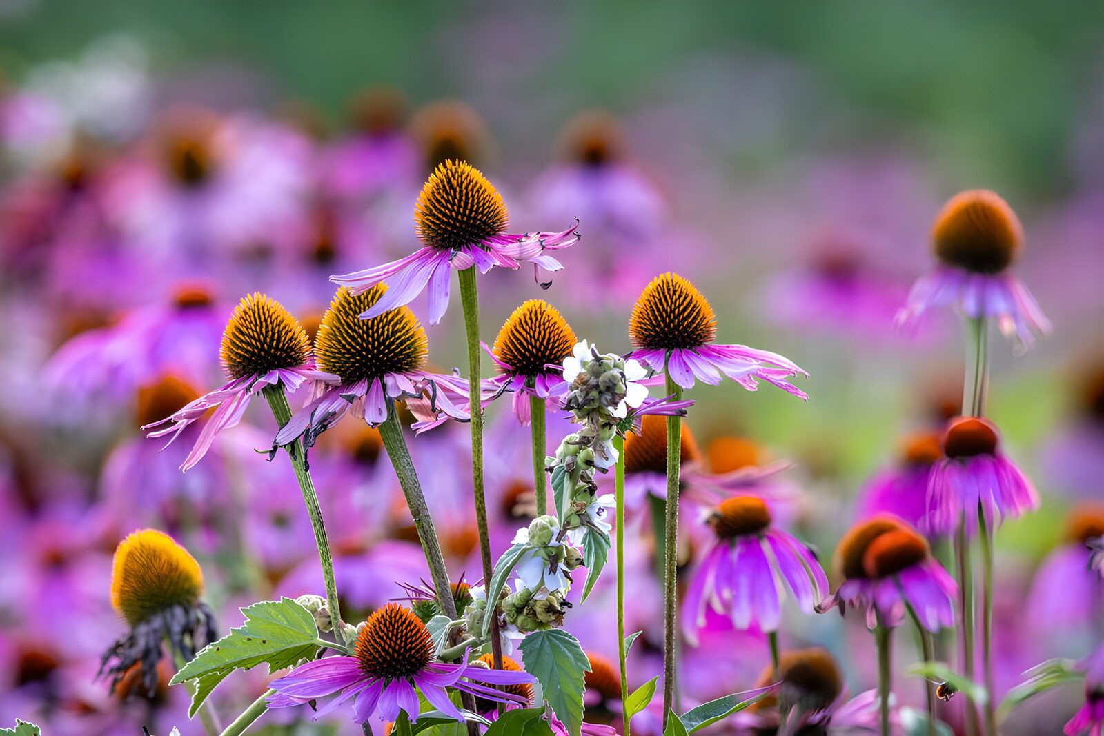OCCOM7024472: Vibrant Echinacea in Bloom