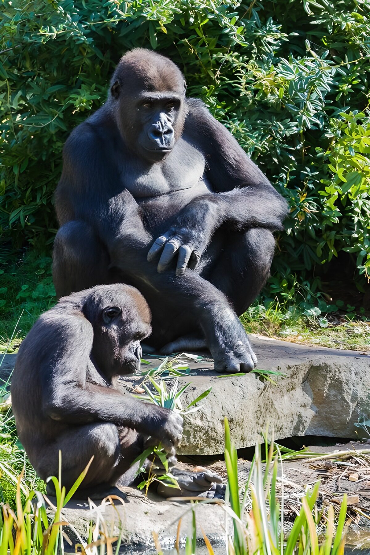 OCCOM3660362: Mother and Baby Gorilla in Nature