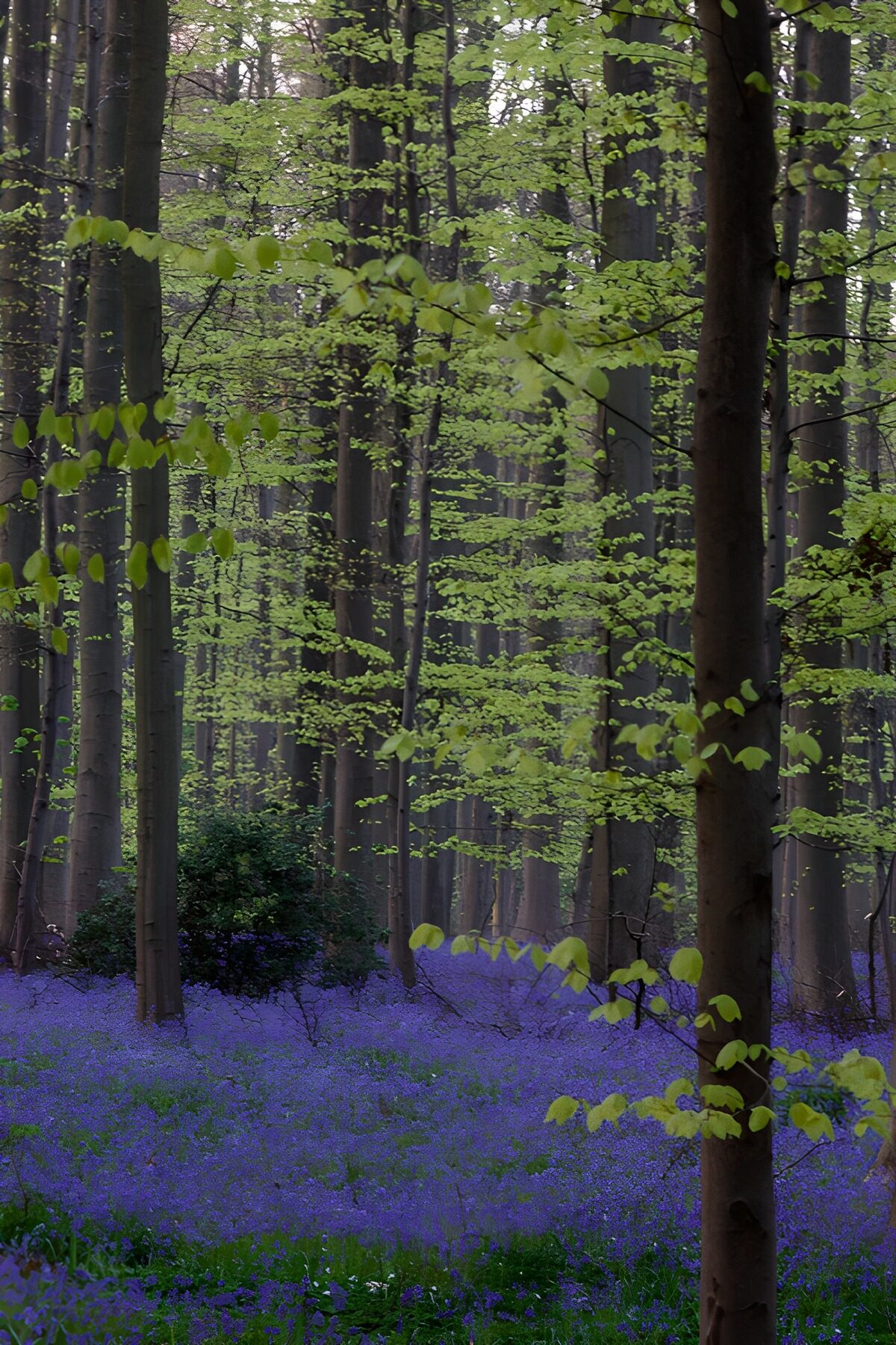 OCCOM7473458: Enchanted Bluebell Forest