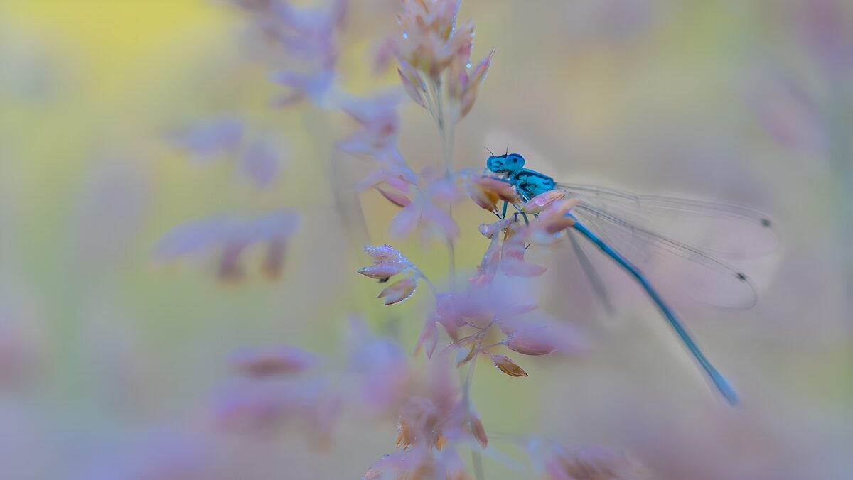 Serenity in Nature's Embrace
