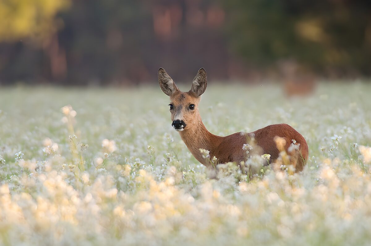 Gentle Roe Deer in a Flowering Field