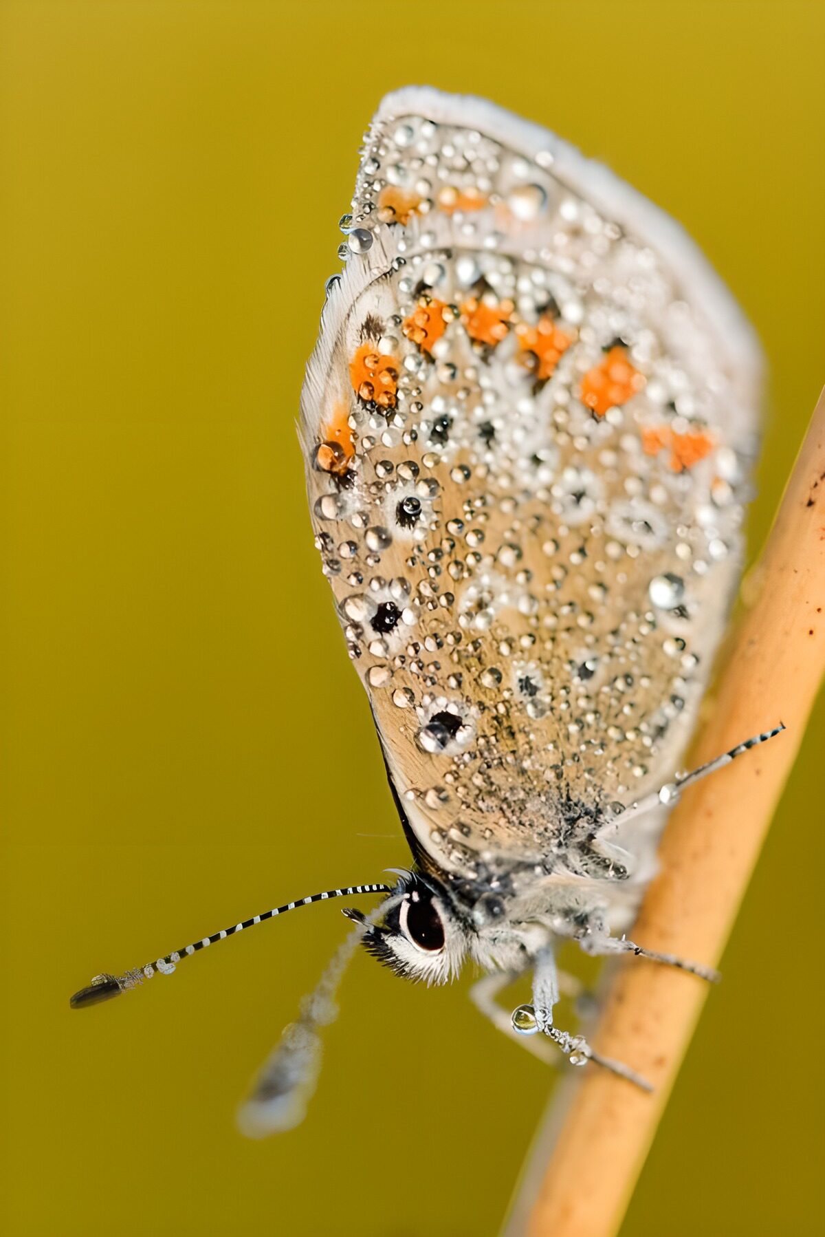 Dew-kissed Butterfly on a Stem