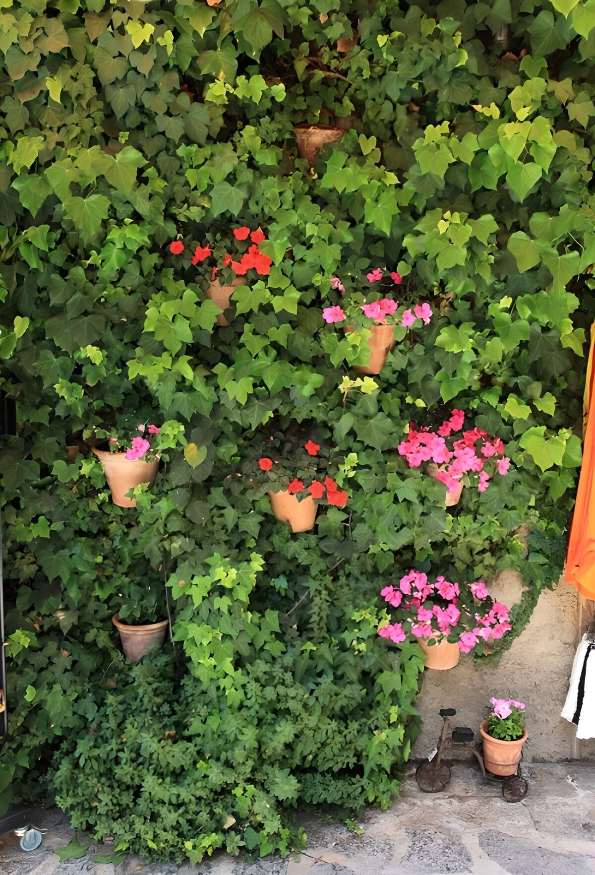 OCCOM7179763: Lush Green Wall with Colorful Blooms