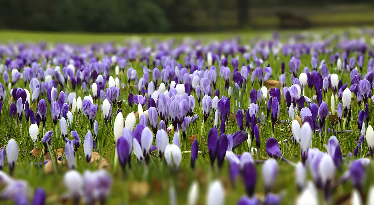 OCCOM4001497: Vibrant Crocus Meadow in Spring