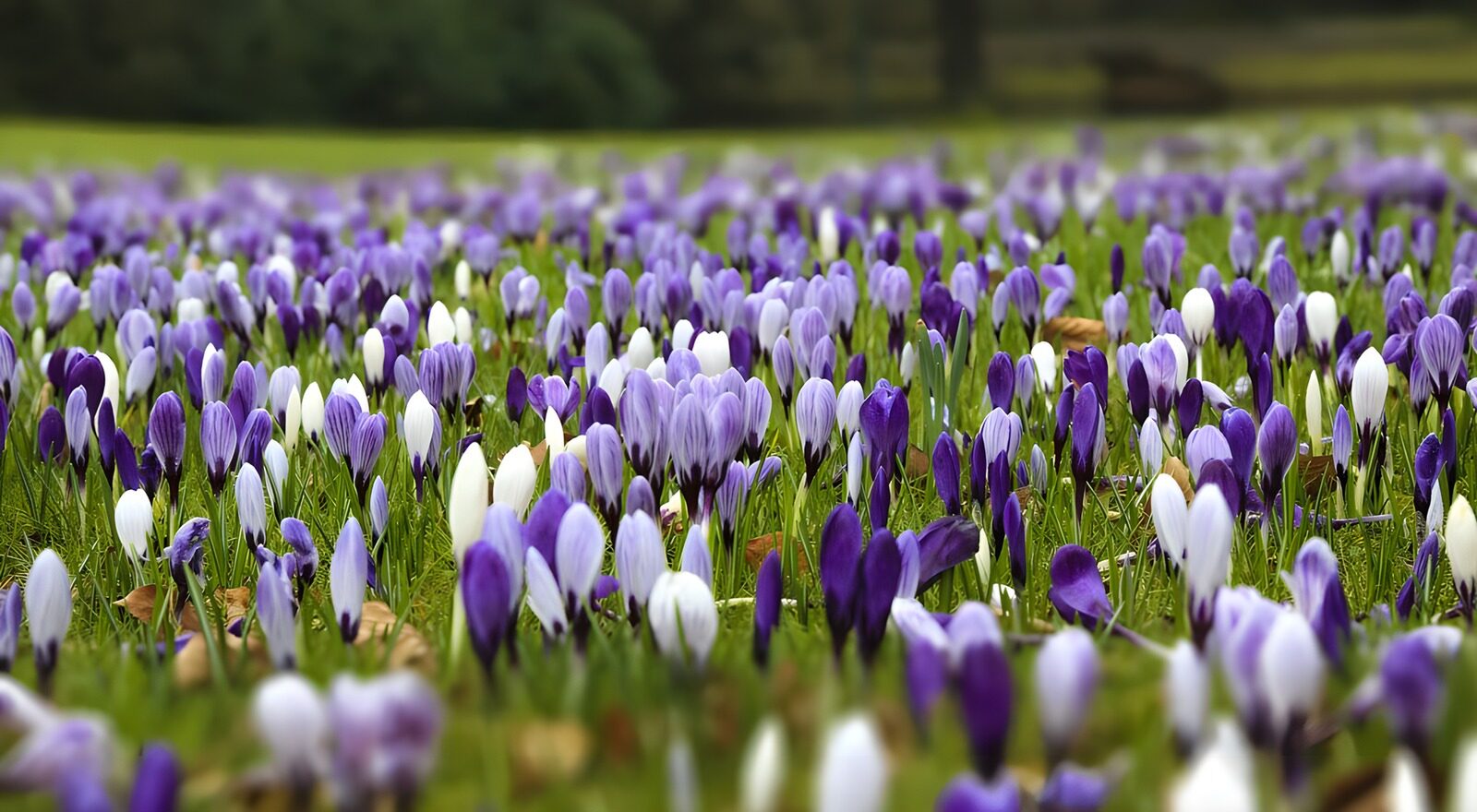OCCOM4001497: Vibrant Crocus Meadow in Spring