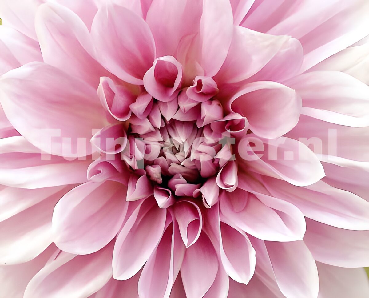 Delicate Pink Dahlia Blossom