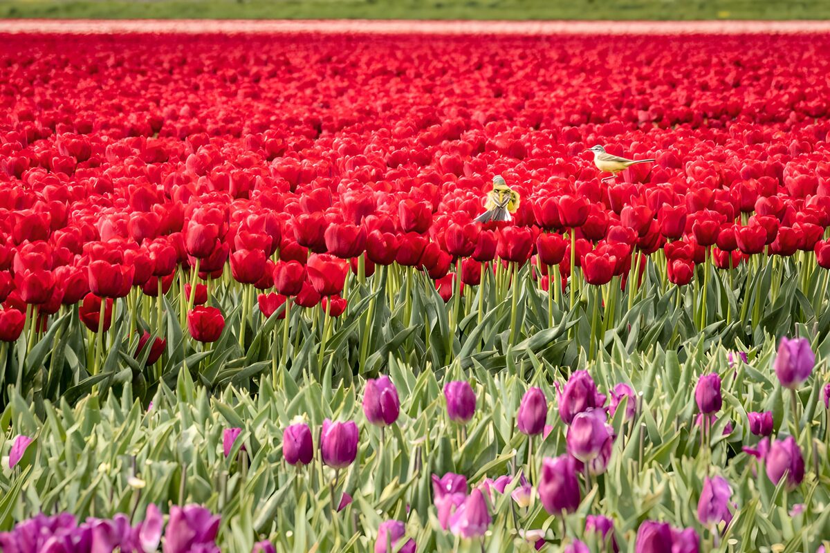 OCCOM7883728: Colorful Tulip Field with Birds