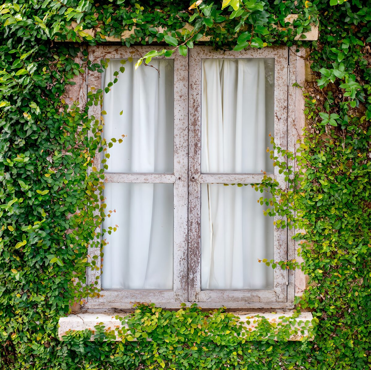 Nature's Embrace: A Rustic Window