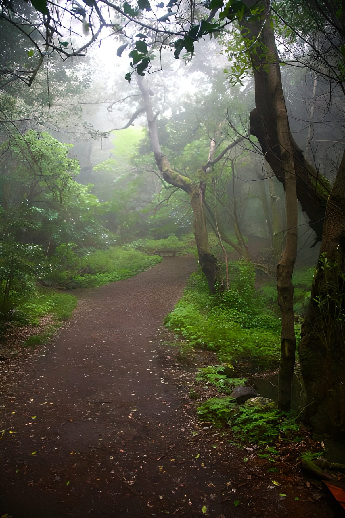 Enchanted Forest Pathway