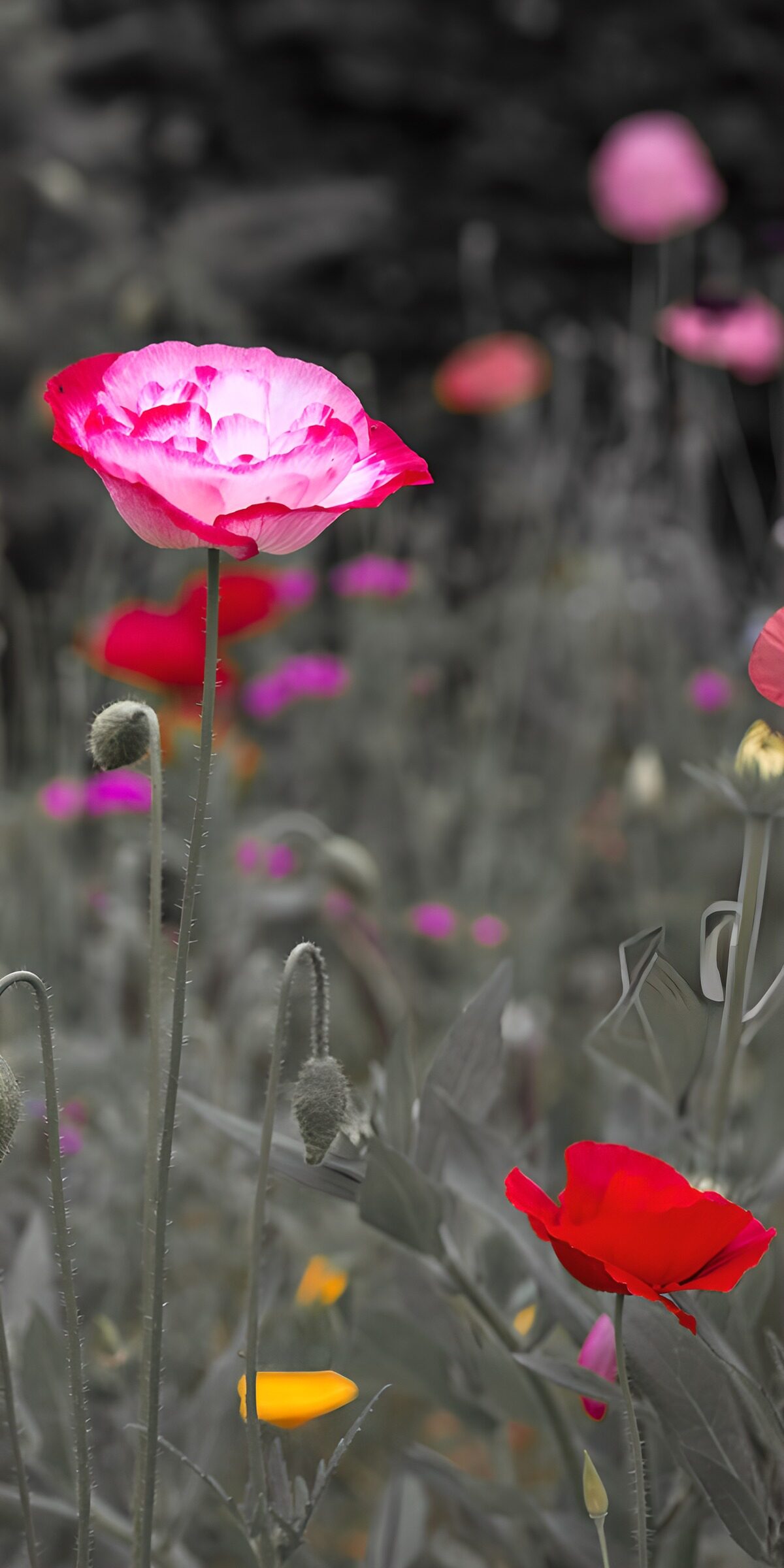 OCCOM4553014: Vibrant Poppies in a Monochrome Field