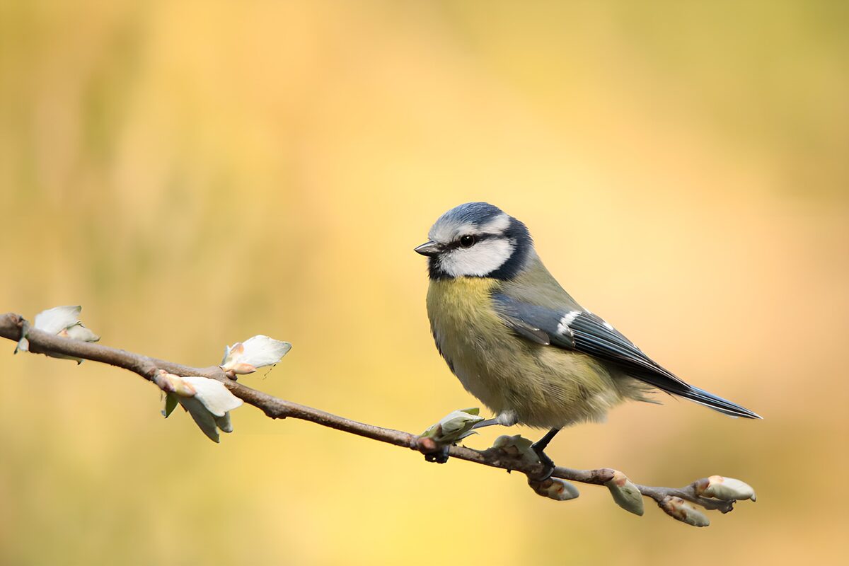 Charming Blue Tit Perched on a Branch