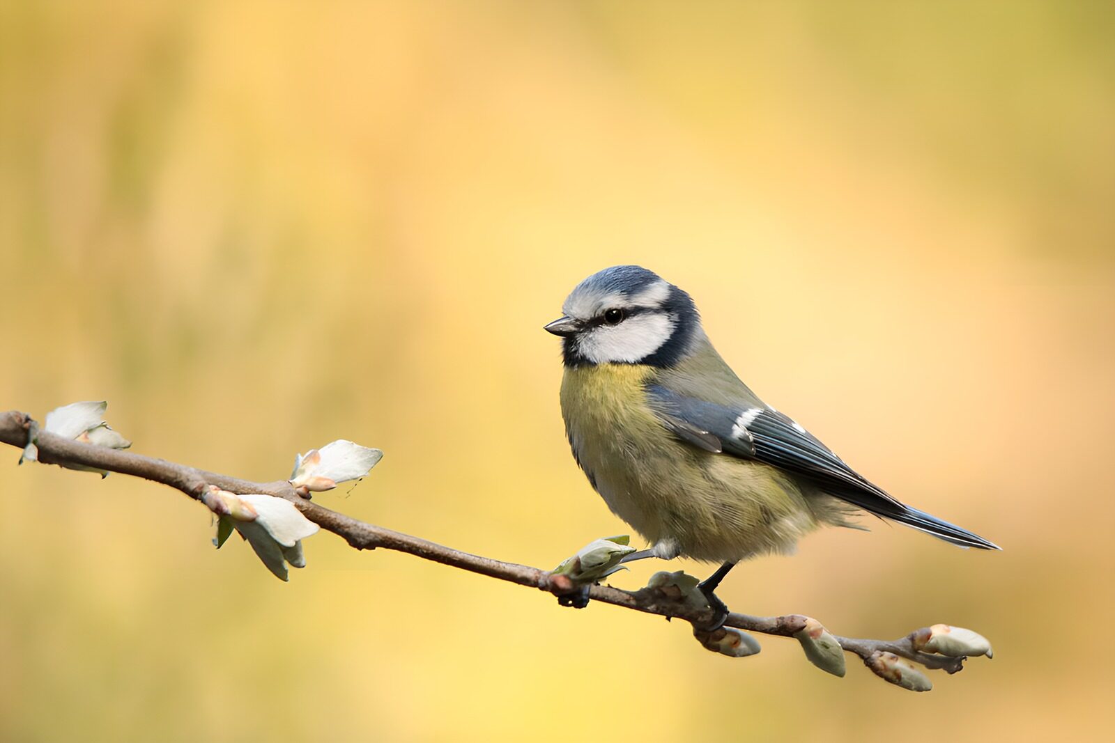 OCCOM7326576: Charming Blue Tit Perched on a Branch