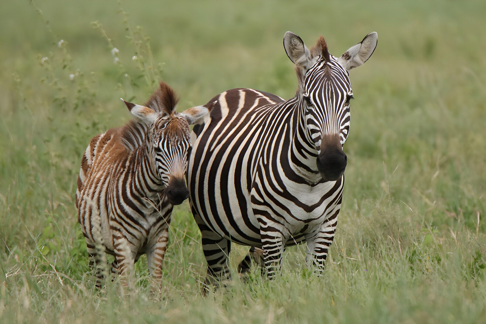 OCCOM6386816: Mother and Baby Zebras in Grassland