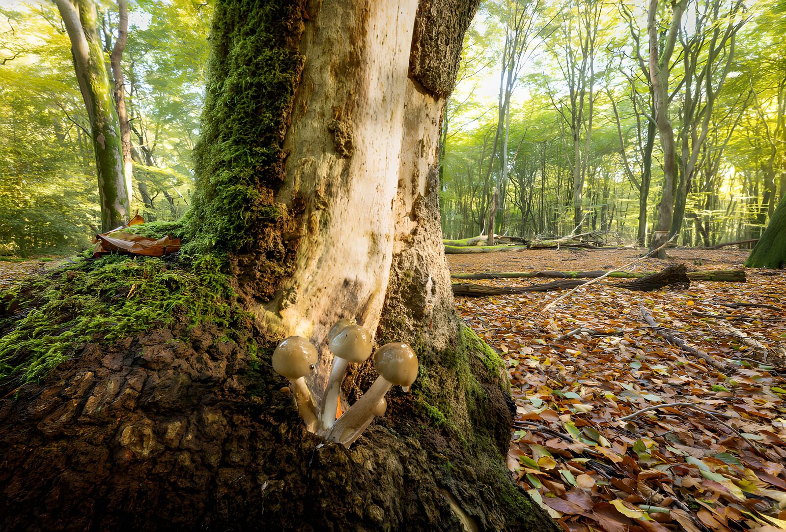 OCCOM5436609: Enchanted Forest Grove
