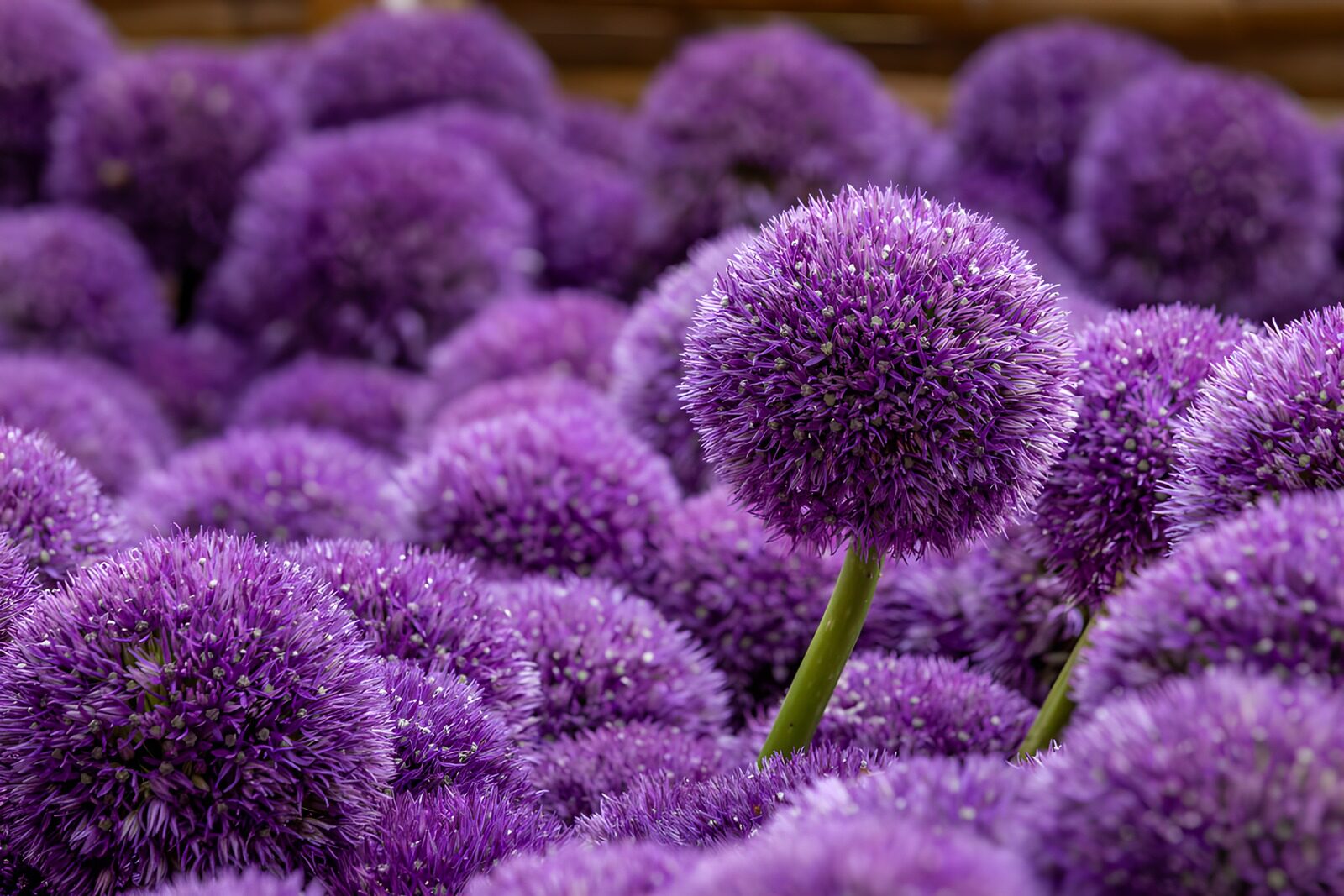 OCCOM8072119: Vibrant Purple Allium Blooms