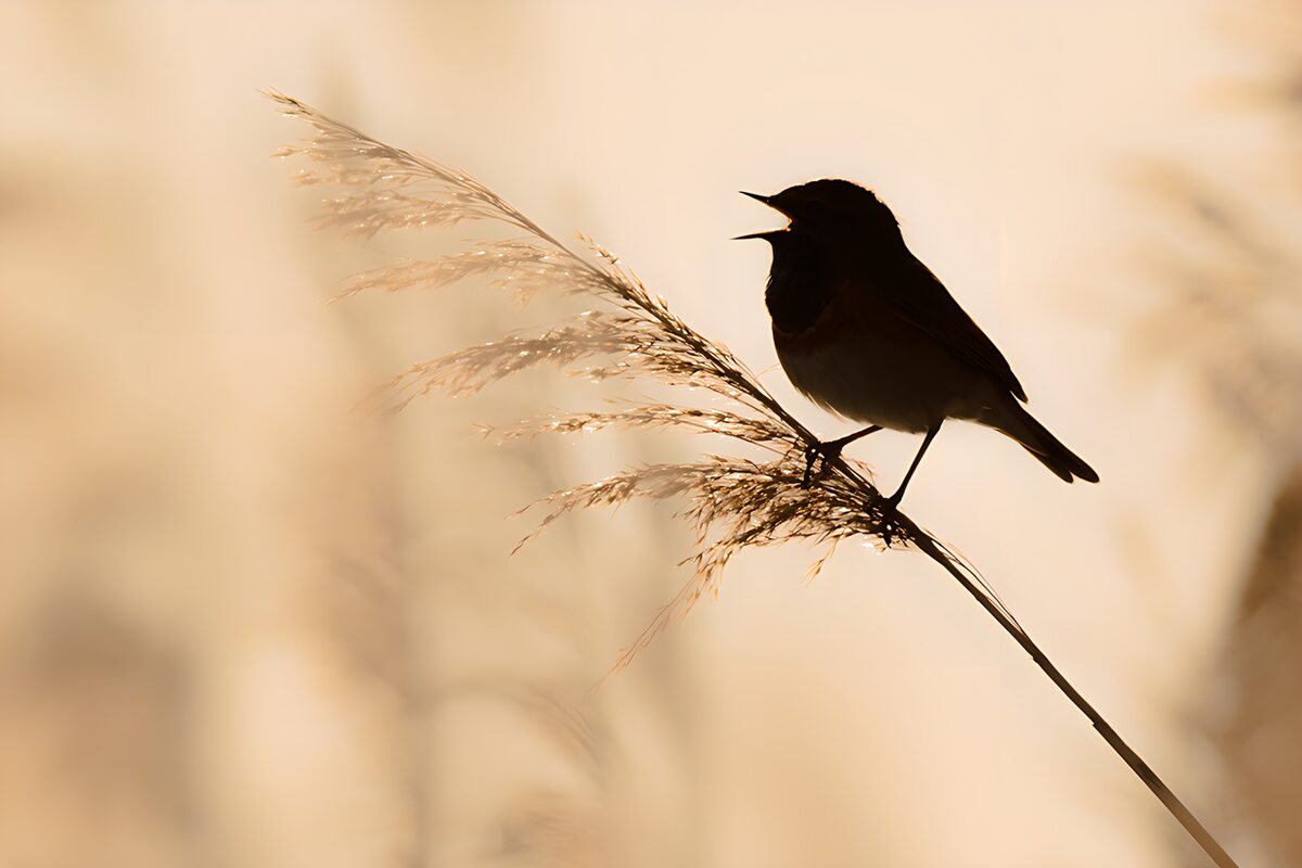 Silhouette of a Singing Bird