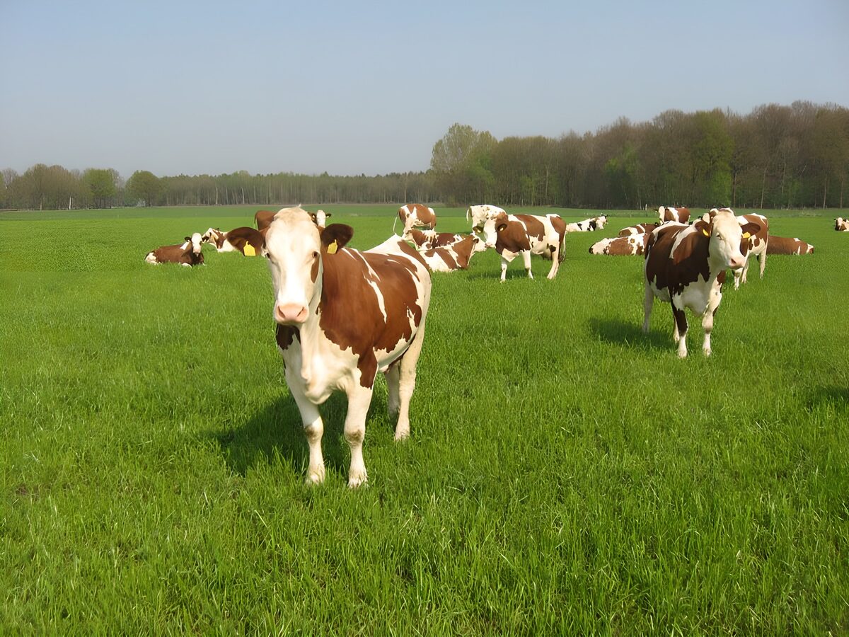Pastoral Harmony in the Meadow