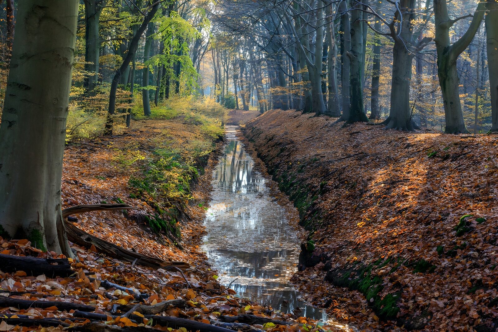 OCCOM9082095: Tranquil Autumn Stream in the Forest