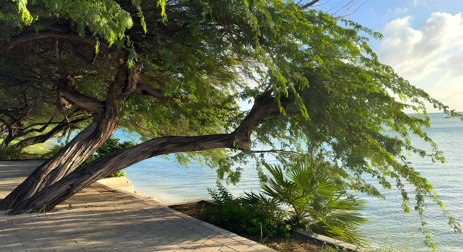 OCCOM8592867: Coastal Bliss with Majestic Trees