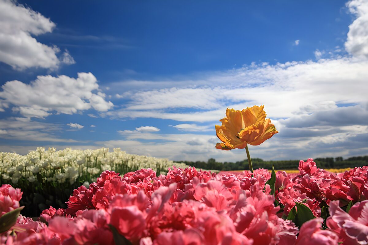 Vibrant Tulip Field Under Blue Sky