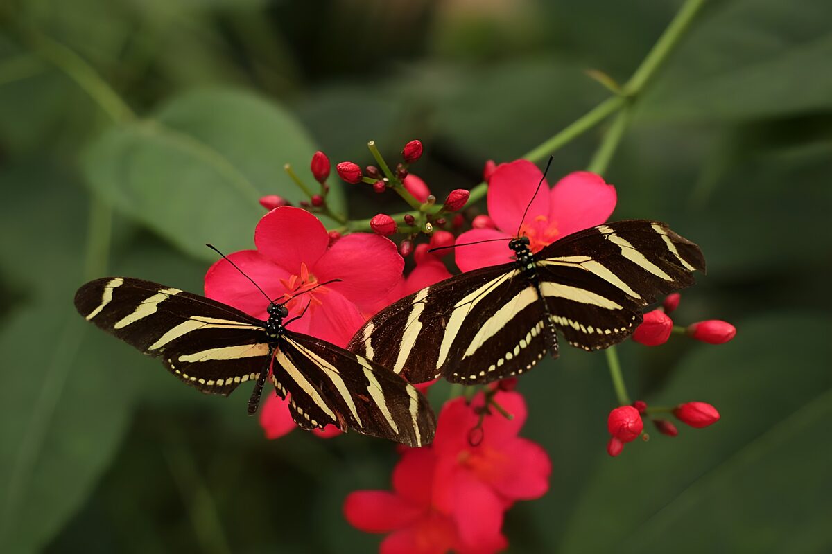 Striped Butterflies on Pink Blooms